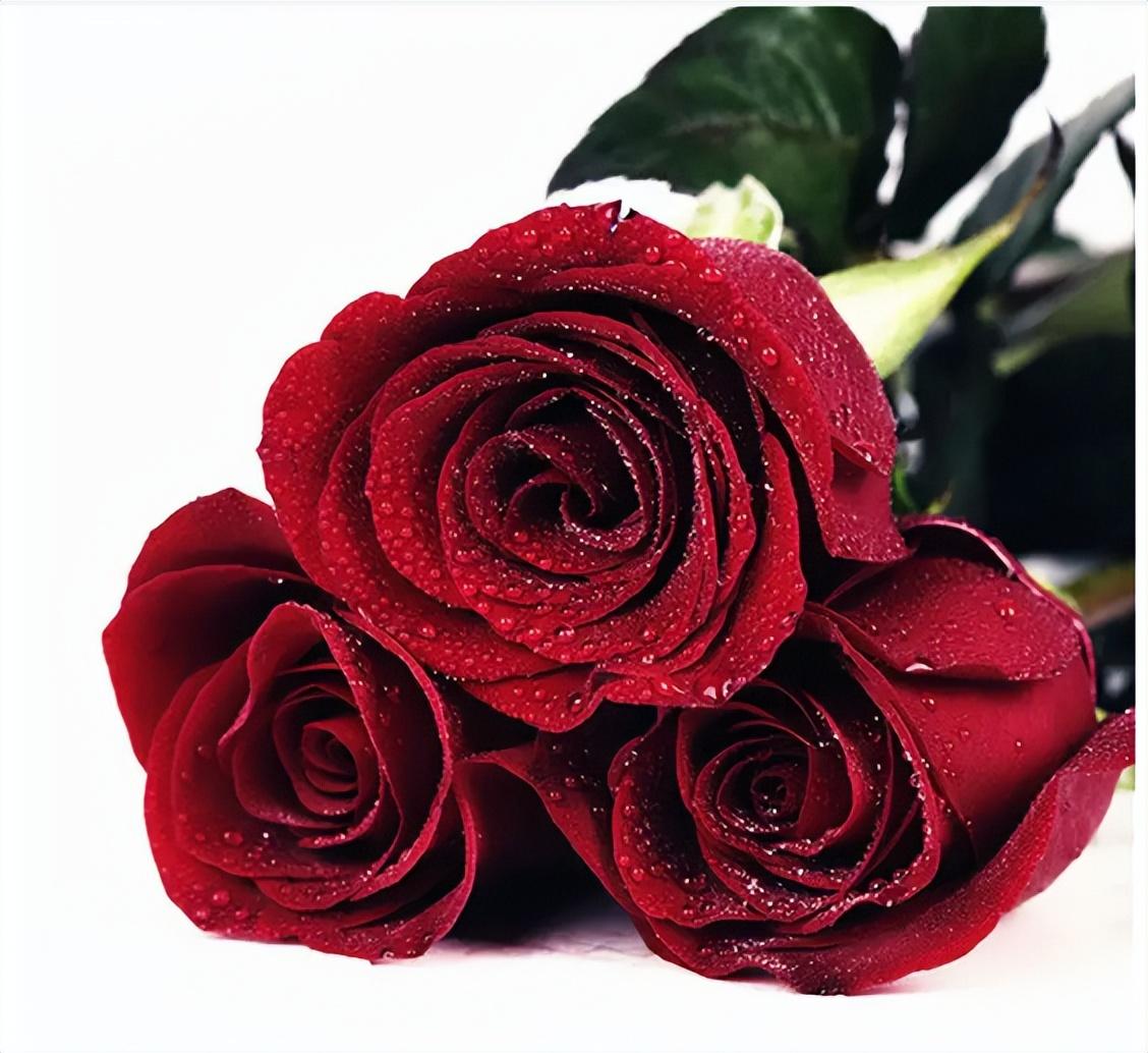 卡罗拉玫瑰花语是什么，卡罗拉玫瑰的象征和寓意介绍