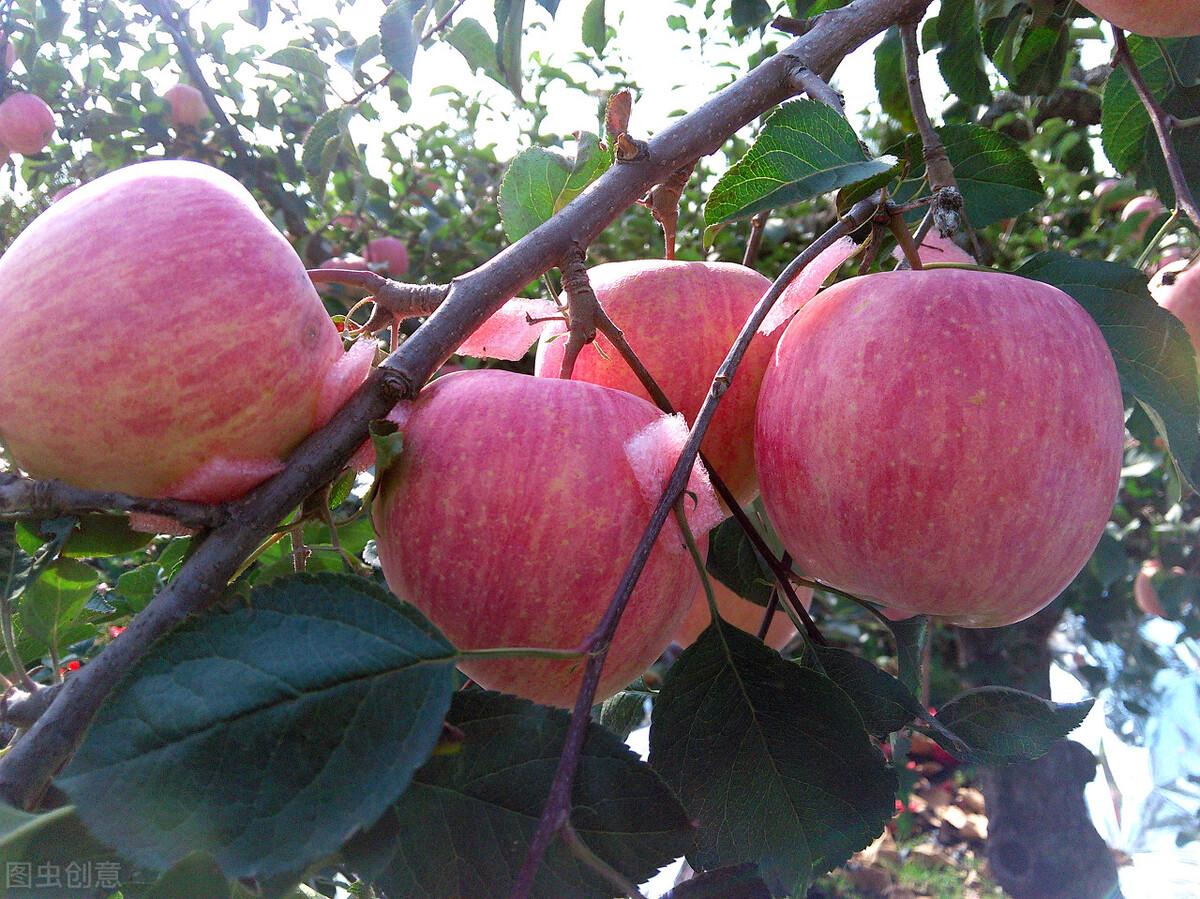 苹果生长在什么地方，国内苹果的产地分布情况