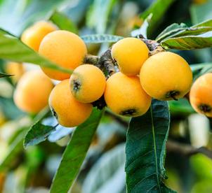 四川水果产地在哪里，四川最常见的水果是哪几种