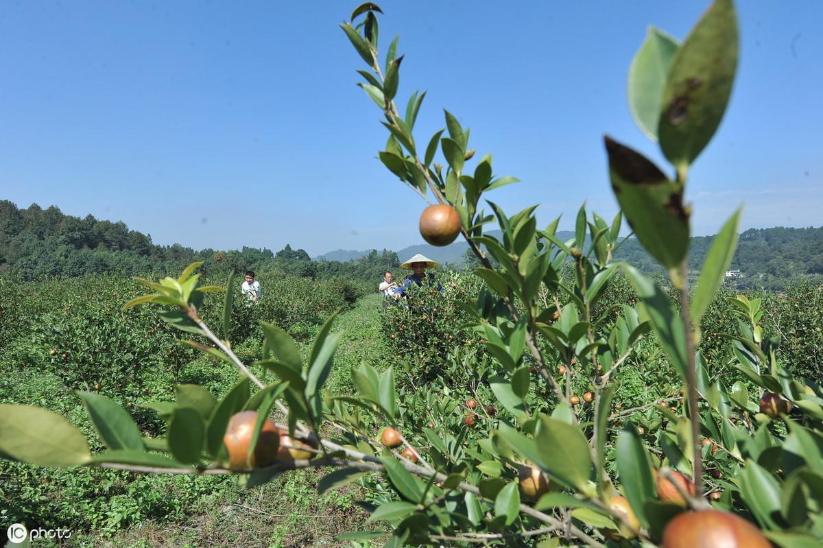 油茶树的种植栽培管理技术，栽培油茶树的方法要点讲解