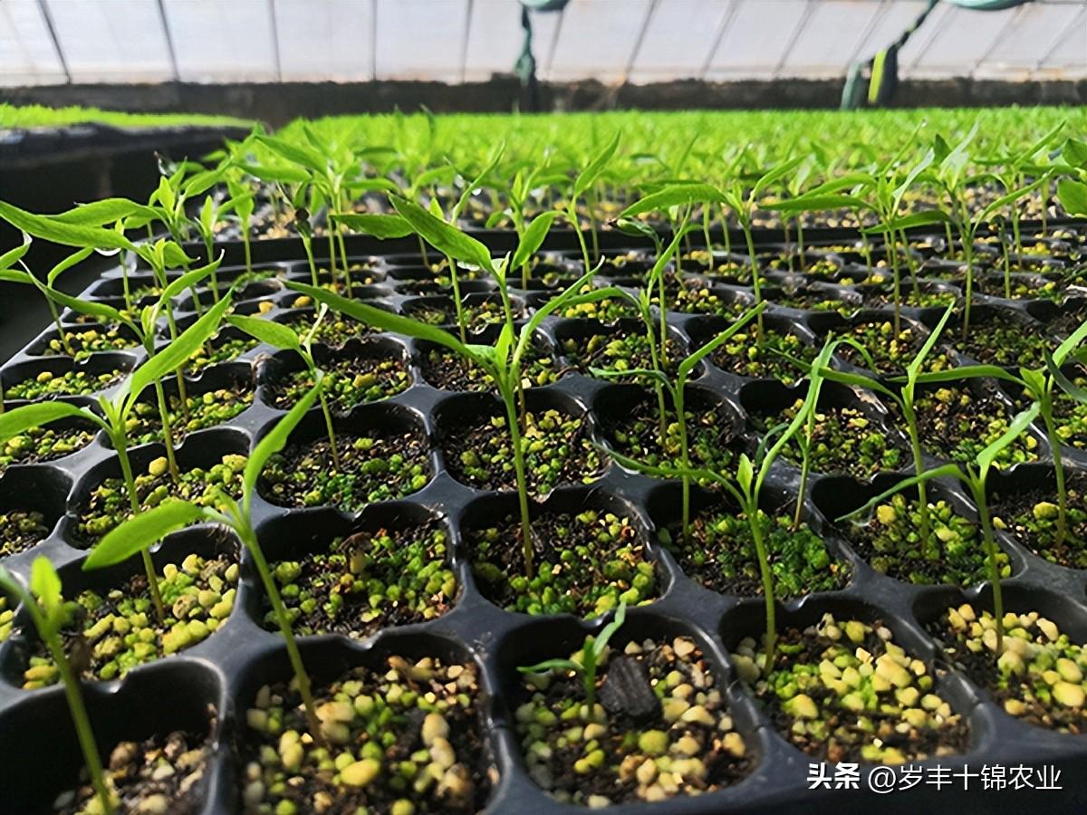 辣椒籽可以直接种吗，辣椒如何播种育苗