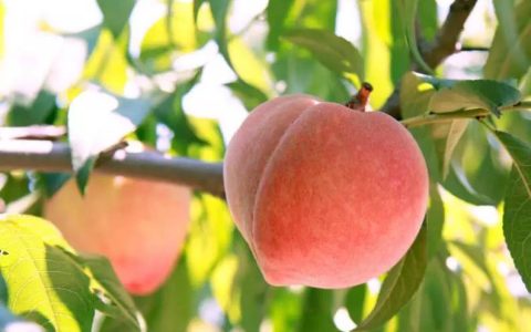 桃子原产地在哪，桃子的起源是什么