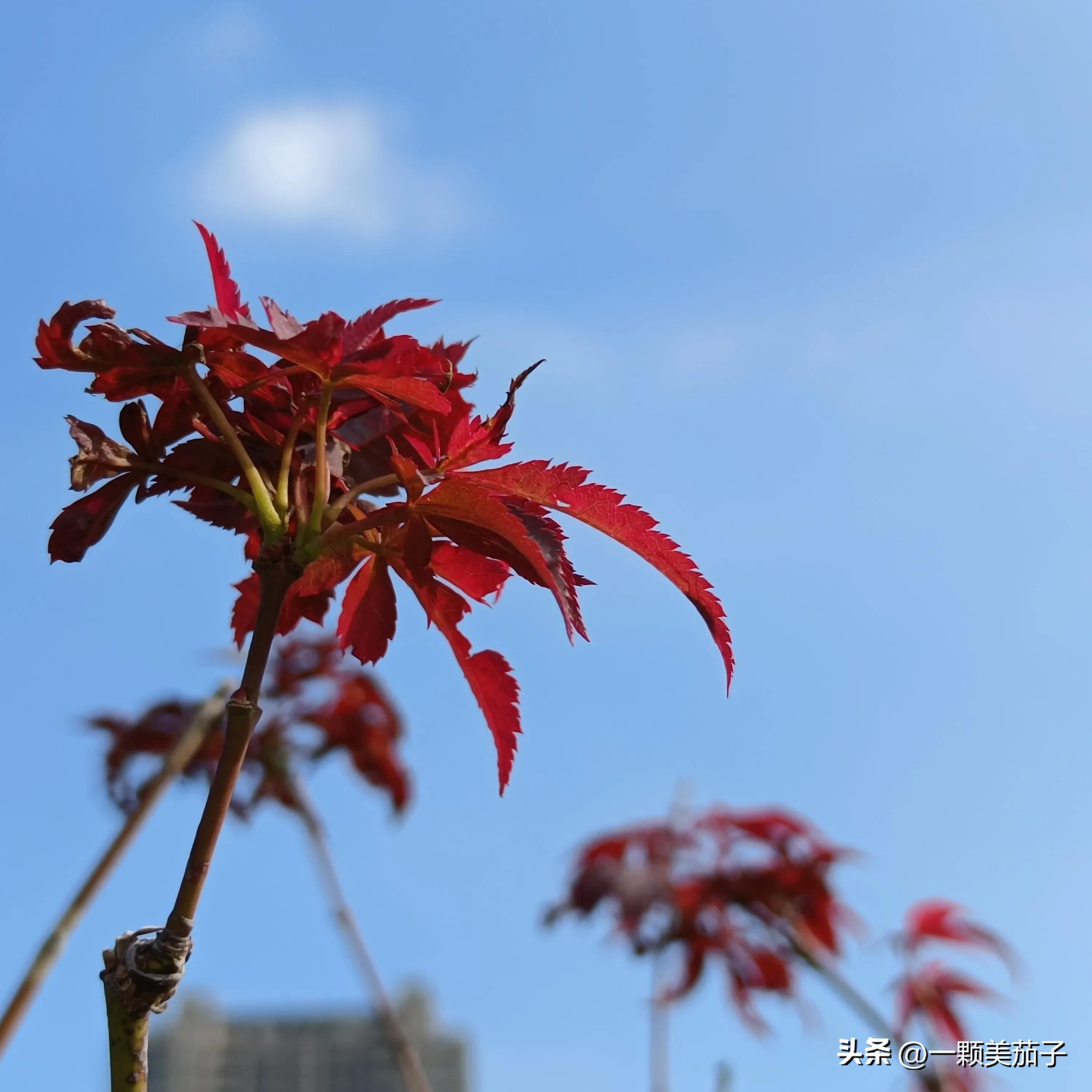 红枫的寓意是什么，红枫的花语和深意