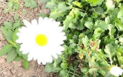 白晶菊怎么养？分享白晶菊的养护技巧