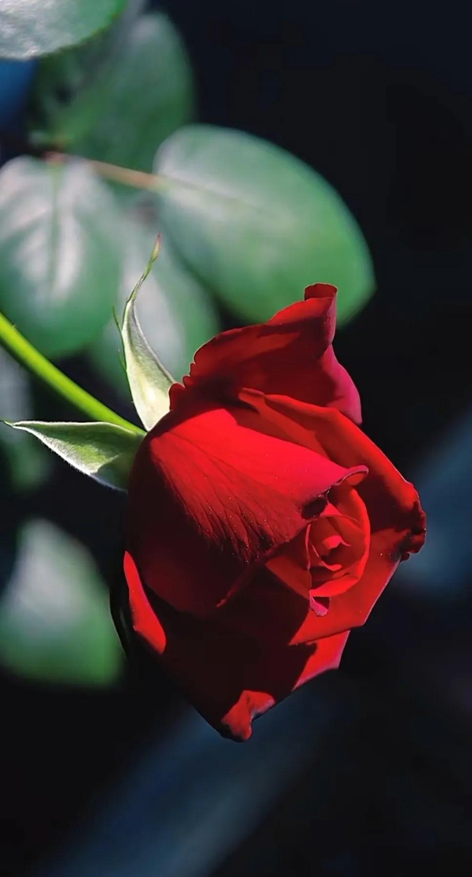 卡罗拉玫瑰花语，卡罗拉玫瑰代表着什么
