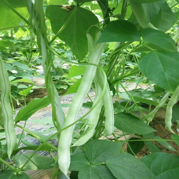 芸豆角什么时候种植，芸豆几月份播种比较好