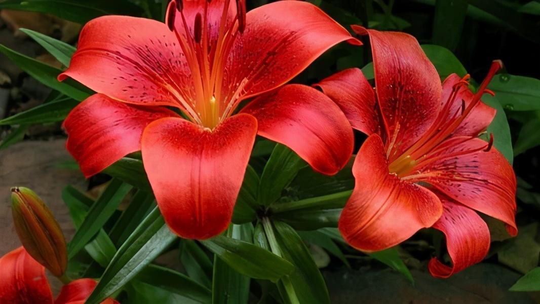 红色百合花的寓意及象征，红百合花的花语是什么