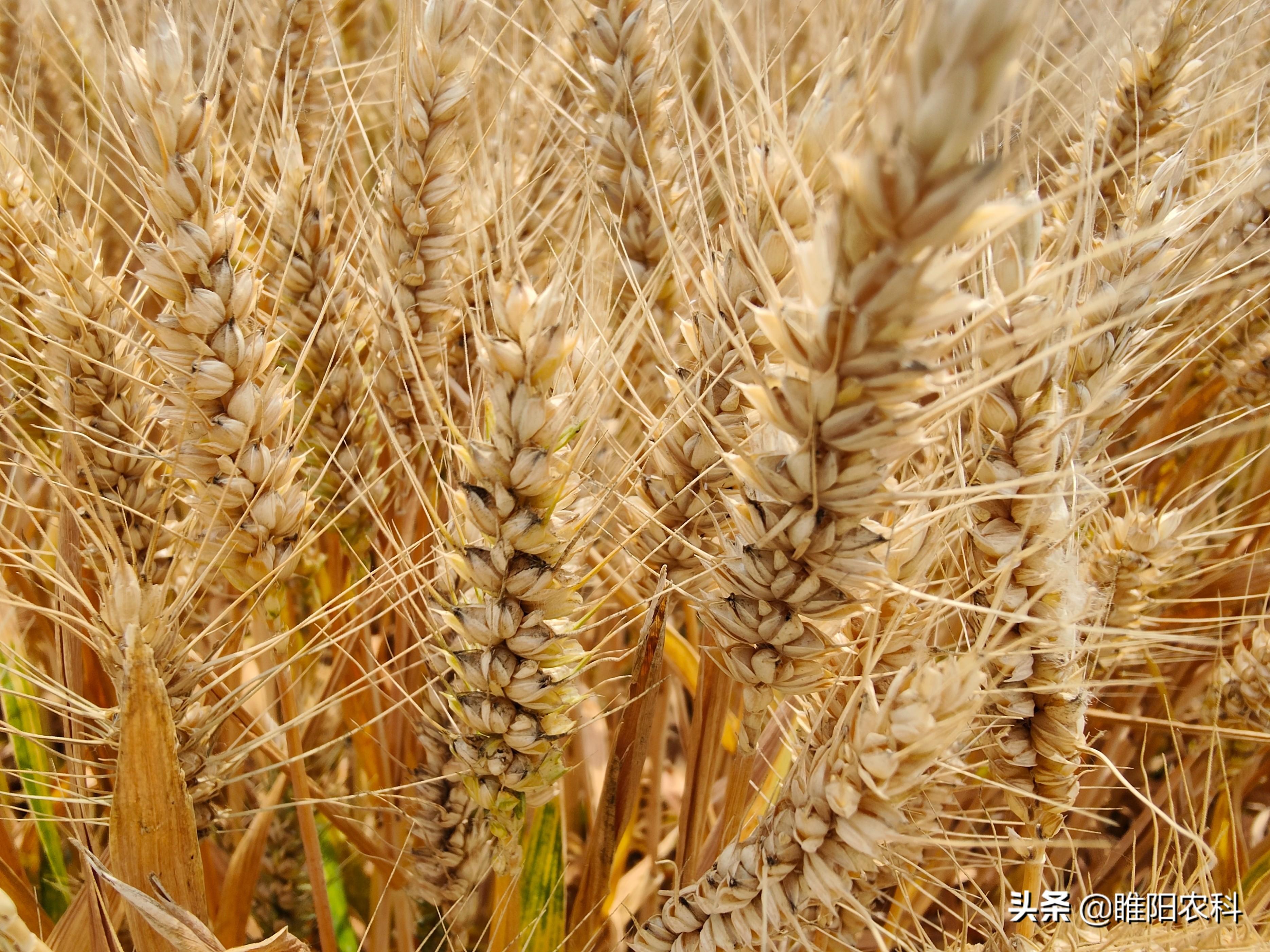 排名第一的小麦品种，高产量小麦排行榜