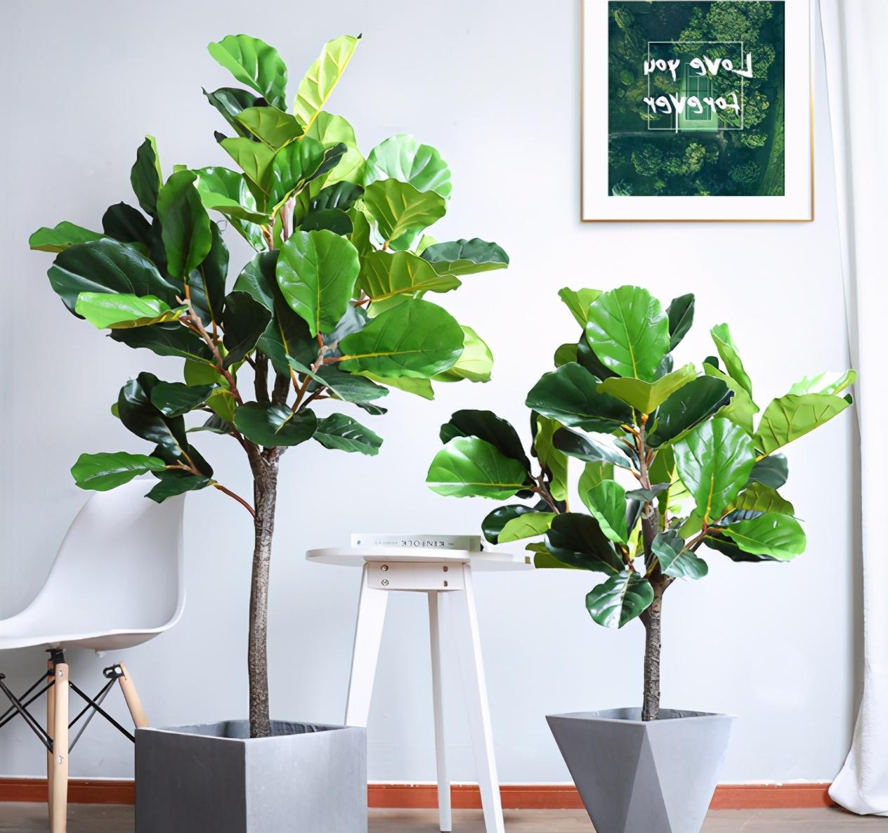 室内最好养的大型绿植排名,适合客厅养的大型盆栽有哪些