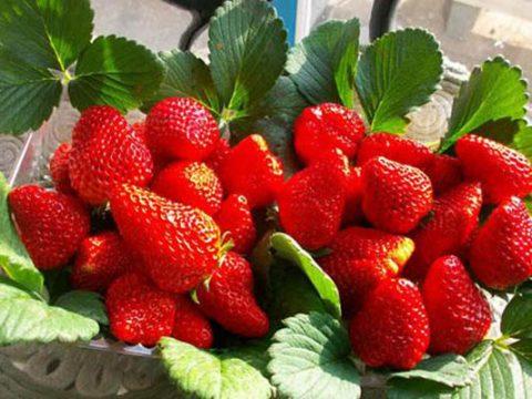 大棚草莓几月份成熟，冬季草莓什么时候成熟