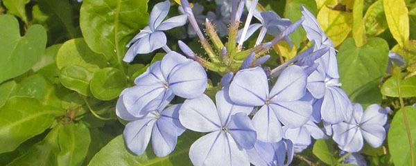蓝花丹的养殖方法和注意事项，蓝花丹什么时候开花