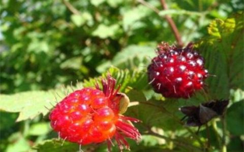 覆盆子和树莓的区别是什么？了解两者的不同点