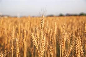 中国小麦品种十大排行榜，排名前十的小麦品种的特点介绍