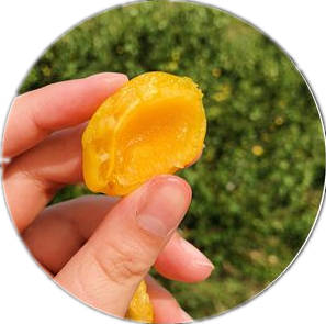 珍珠油杏的优缺点，珍珠油杏的特点及相关资料介绍