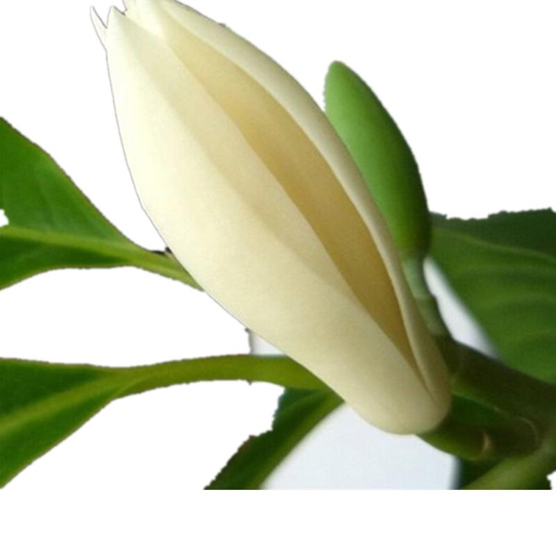 白兰花是什么季节开的？白兰花的花期在几月份