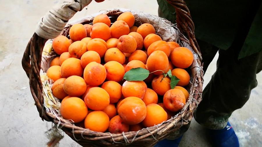杏子什么季节成熟，杏子在几月份上市