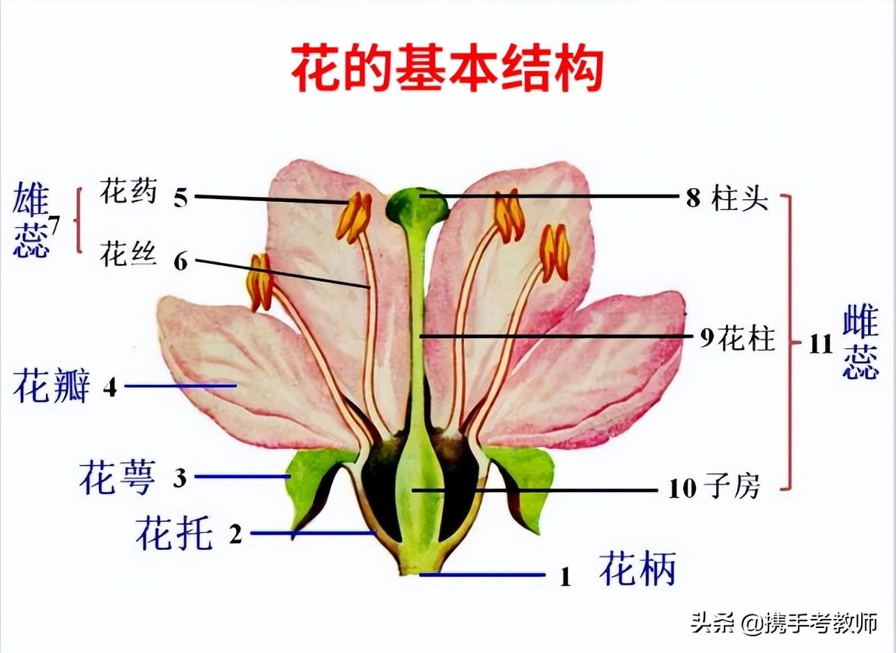 花的结构示意图，花朵的部位名称讲解