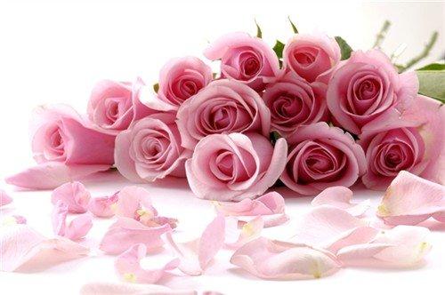 戴安娜粉玫瑰花语是什么意思？象征的意义又是什么