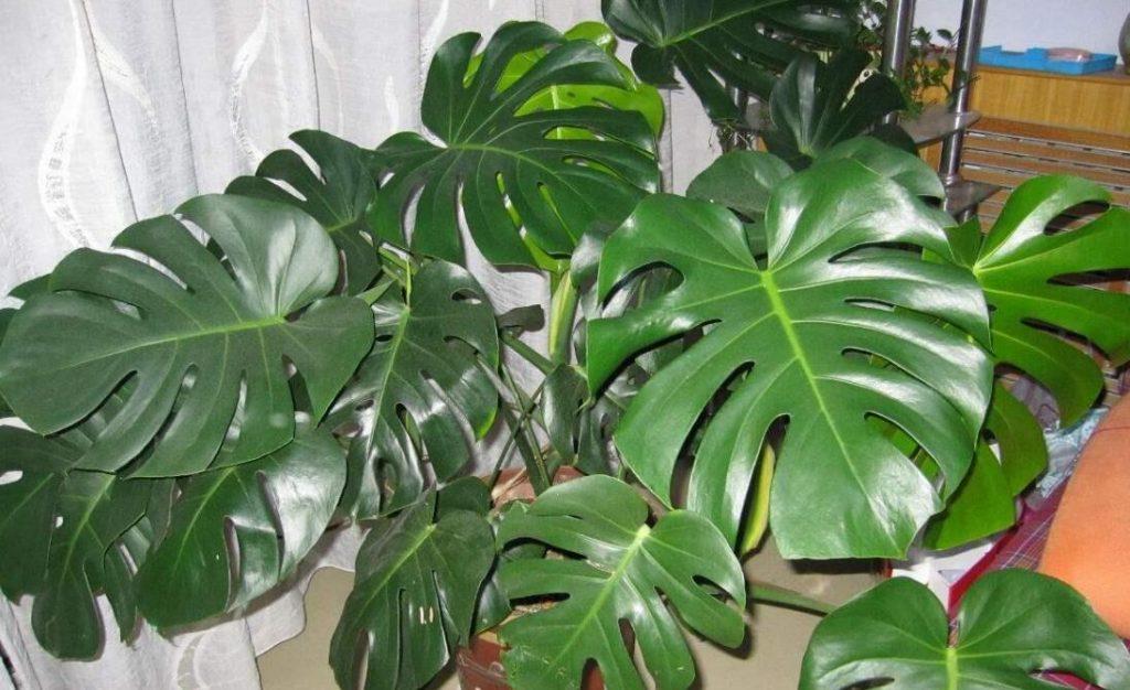 室内养的绿植有哪些？适合长期养在室内的植物大全