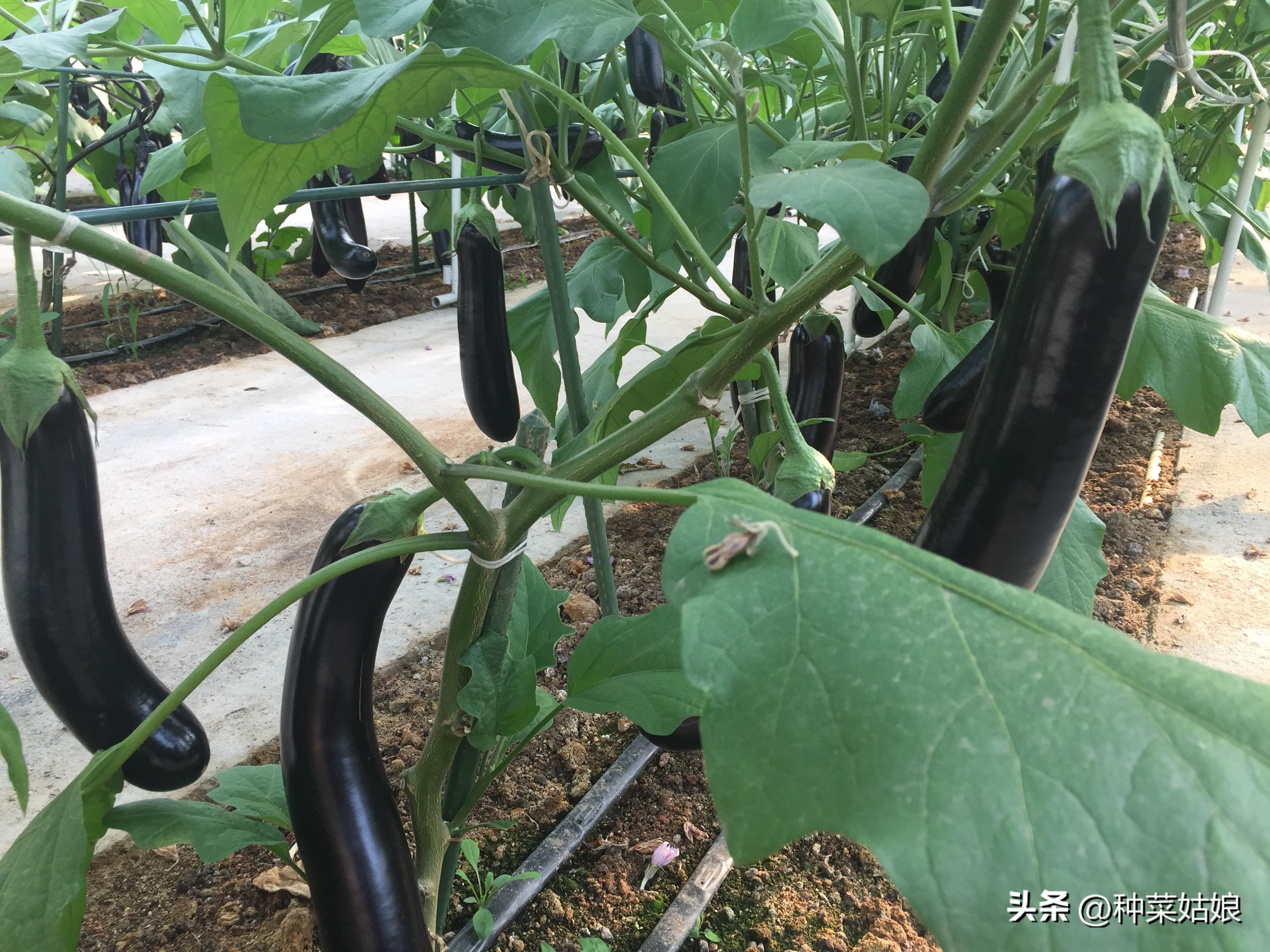 茄子的种植方法和管理技术，关于茄子的简单介绍