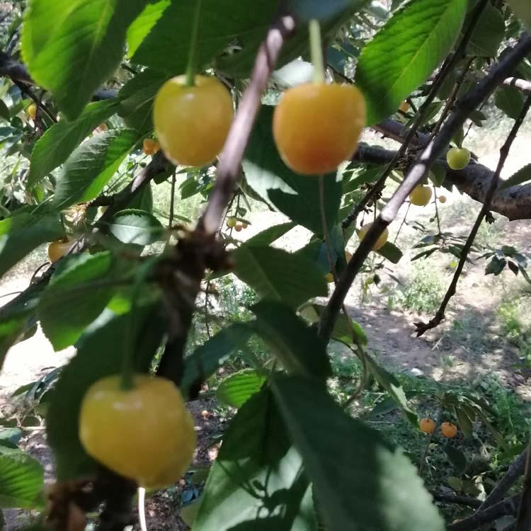黄蜜樱桃简介，关于黄蜜樱桃的详细解说