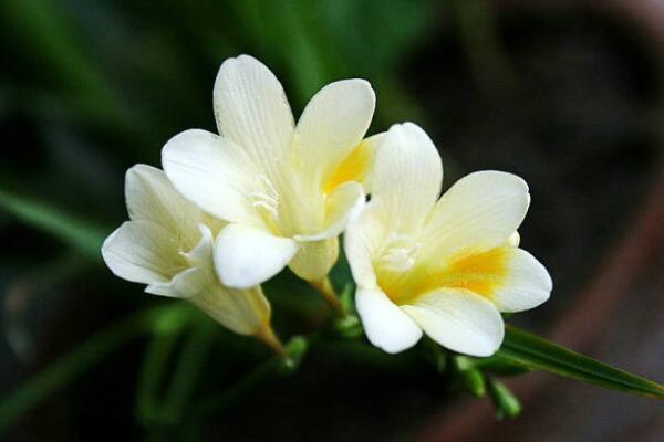 香雪兰花语是什么，香雪兰是哪一科的植物
