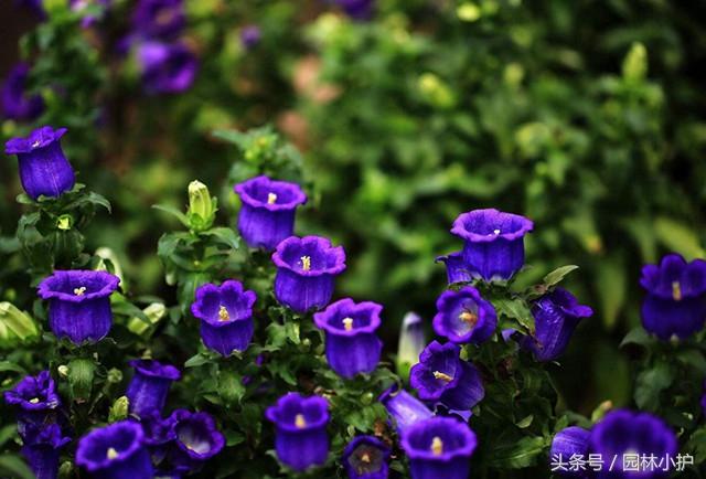 什么花是紫色的，常见的几种紫色花朵植物
