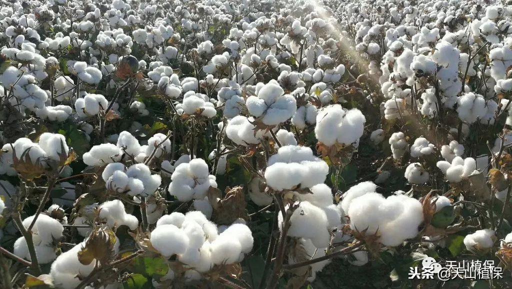棉花什么时候传入中国，棉花的由来详细讲解