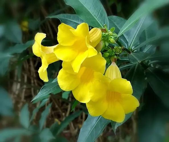 黄蝉花寓意，黄蝉花象征的意义是什么