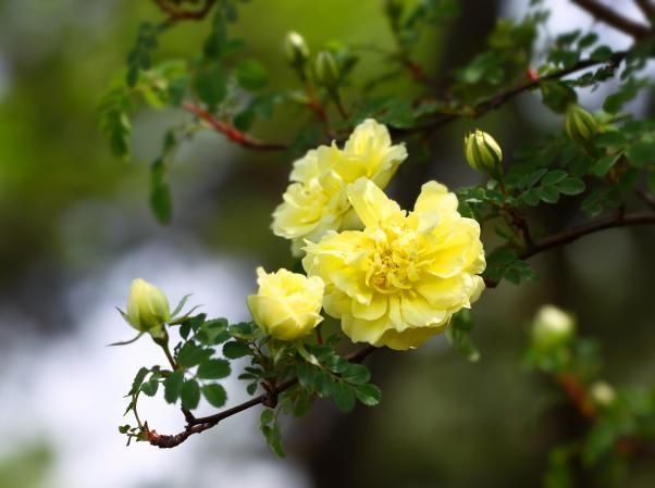 黄刺玫瑰的花语是什么，黄刺玫瑰的寓意有哪些