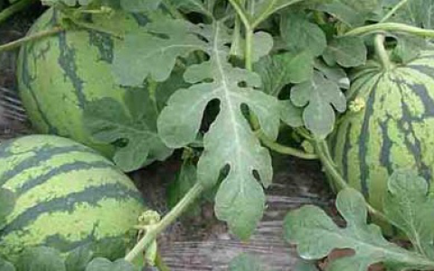 西瓜苗什么时候种植最好，西瓜几月播种比较合适