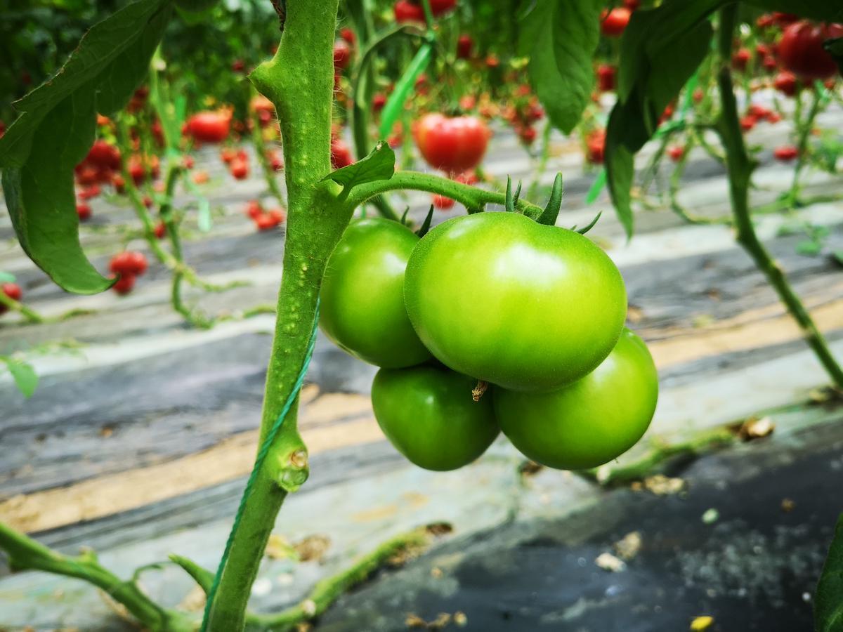 番茄用什么肥料好，养护番茄需要用哪些肥料呢