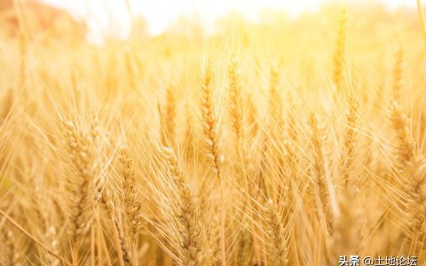 小麦最低保护价是多少？2023年小麦最低收购价格