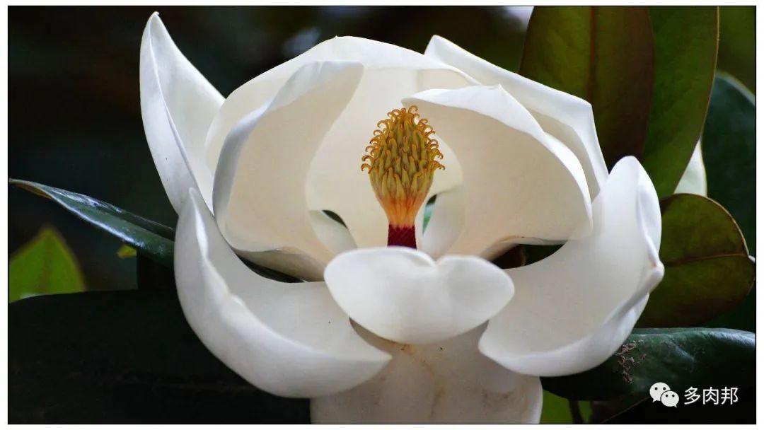 白玉兰有什么特点，了解玉兰花的结构特征