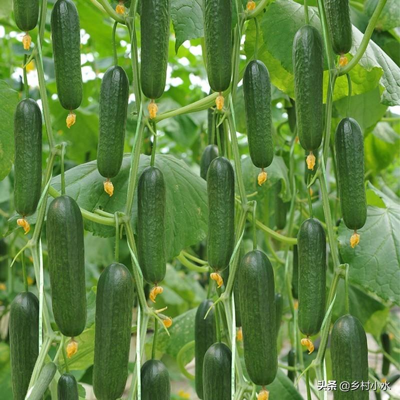 黄瓜用什么叶面肥最好，如何养殖黄瓜能高产