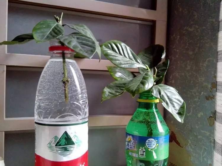可乐浇花适合哪些植物，还有什么饮料可以浇花呢
