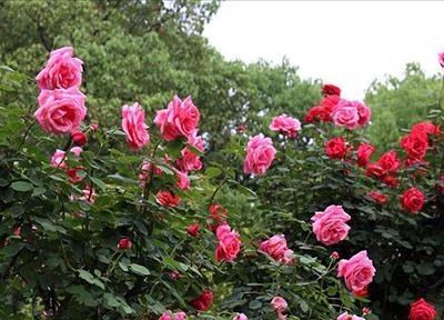 水养玫瑰花怎么养才不会枯萎，水养玫瑰的技巧介绍