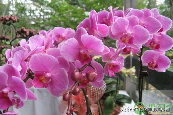 蝴蝶兰的花期有多长，蝴蝶兰几月到几月开花