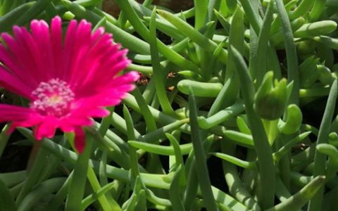 松叶菊扦插方法和技巧，松叶菊扦插繁殖的教程和注意事项