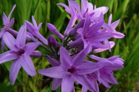 紫娇花的花语