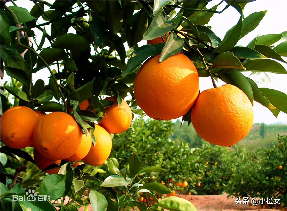 脐橙之乡是哪里，中国脐橙之乡排名