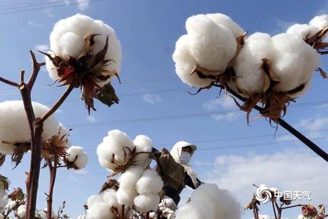 棉花原产地在哪，中国三大棉花原产地
