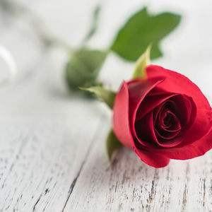 101朵玫瑰代表什么意思，不同朵的玫瑰花语有什么寓意