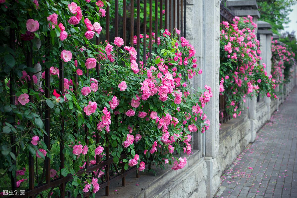 蔷薇花的养殖方法和注意事项，关于蔷薇花的栽种技巧