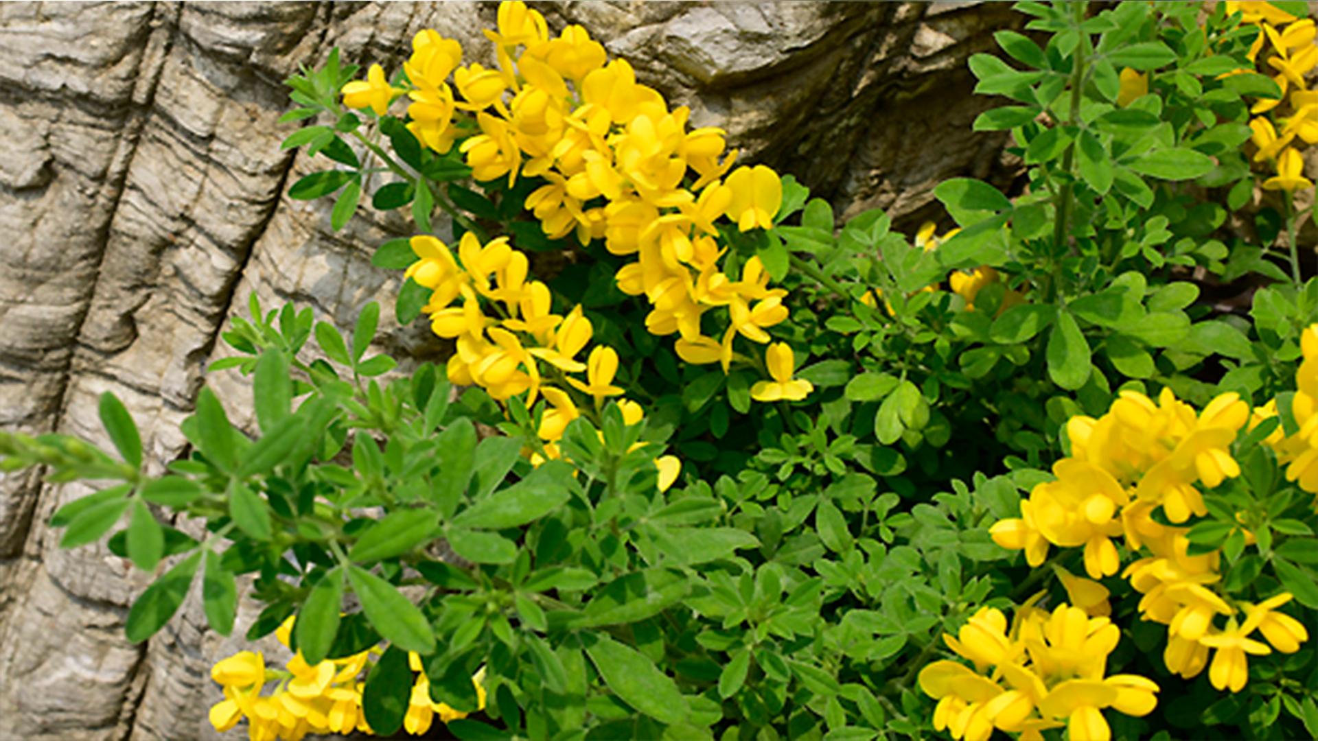 黄金雀花的花期是什么时候，黄金雀花在几月份开花