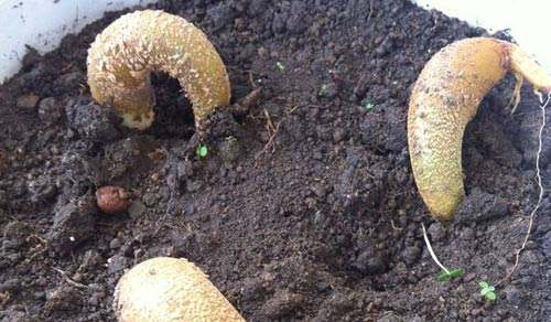 榴莲子可不可以种榴莲，榴莲的核埋在土里会长出来吗
