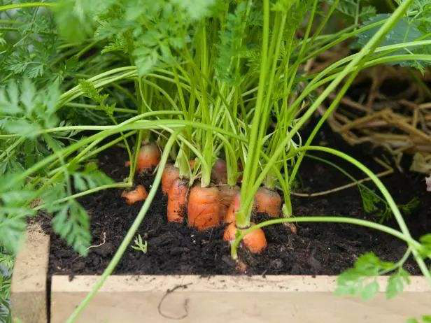 胡萝卜什么时候播种最好，胡萝卜几月份种合适