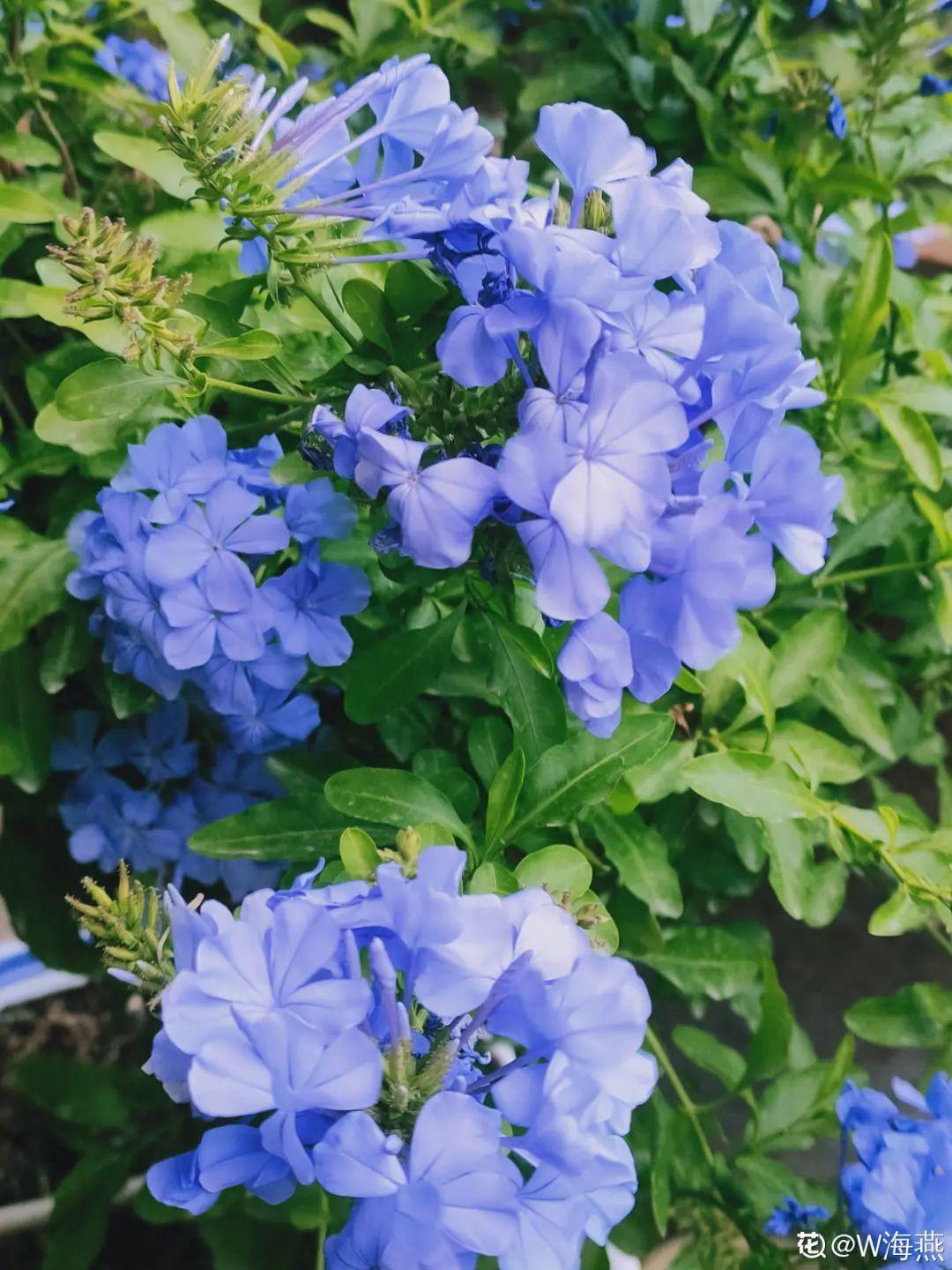 蓝雪花一年开几次花，蓝雪花的花期是什么时候