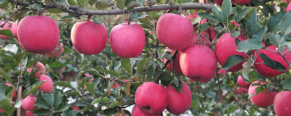 苹果是几月份的应季水果？苹果成熟的时间是什么时候