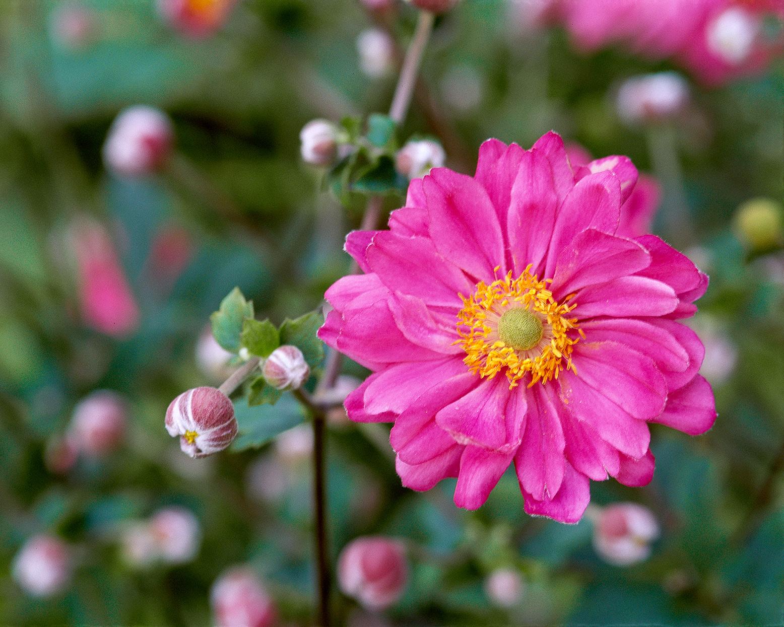 粉色花都有哪些品种，都有什么花开花是粉色的